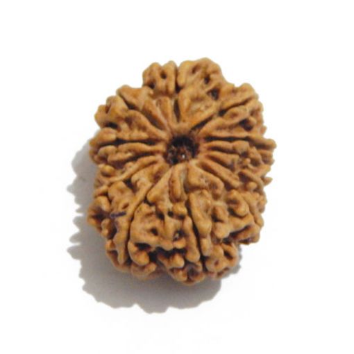 Twelve Mukhi Nepali Rudraksha