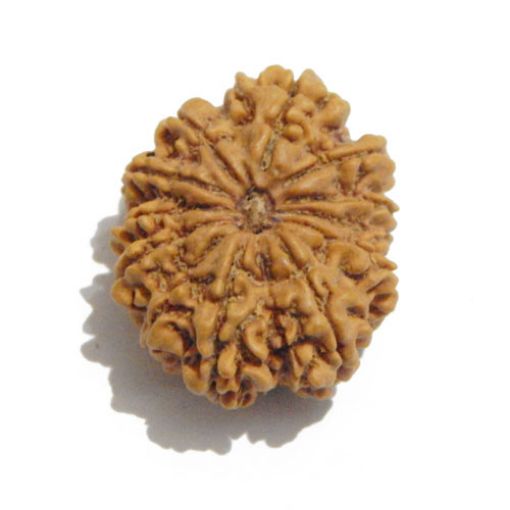 Twelve Mukhi Nepali Rudraksha