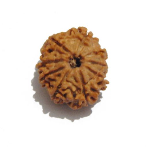 Nine Mukhi Nepali Rudraksha