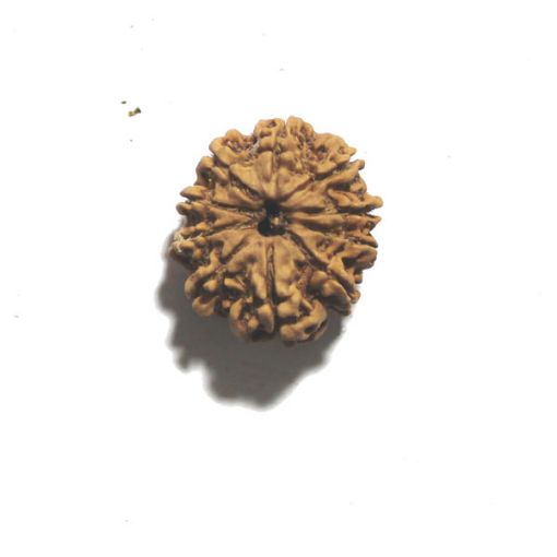 Ten Mukhi Nepali Rudraksha