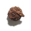 Ganesh Rudraksha