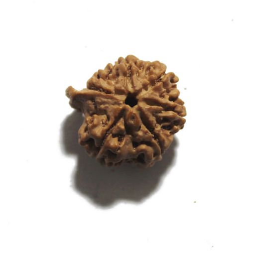 Ganesh Rudraksha