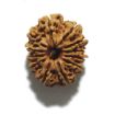 Twelve Mukhi Nepali Rudraksha