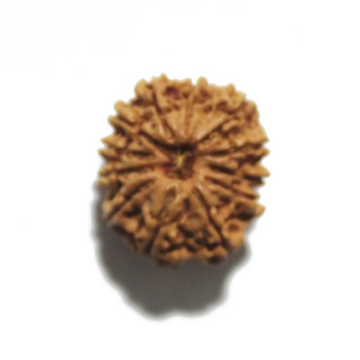 Twelve Mukhi Nepali Rudraksha