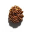 Twelve Mukhi Nepali Rudraksha