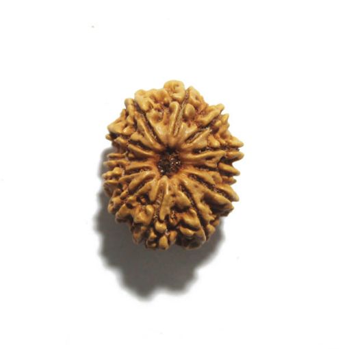 Twelve Mukhi Nepali Rudraksha