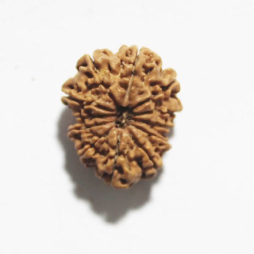 Twelve Mukhi Nepali Rudraksha