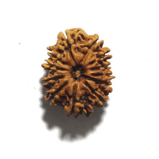 Twelve Mukhi Nepali Rudraksha
