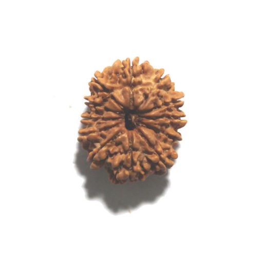 Twelve Mukhi Nepali Rudraksha