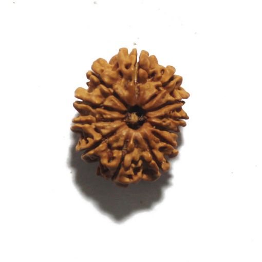 Twelve Mukhi Nepali Rudraksha