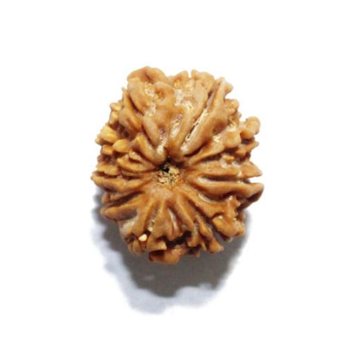 Nine Mukhi Nepali Rudraksha