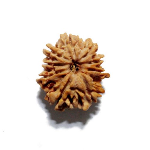 Nine Mukhi Nepali Rudraksha