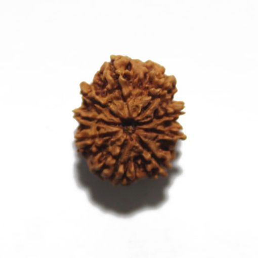 Nine Mukhi Nepali Rudraksha