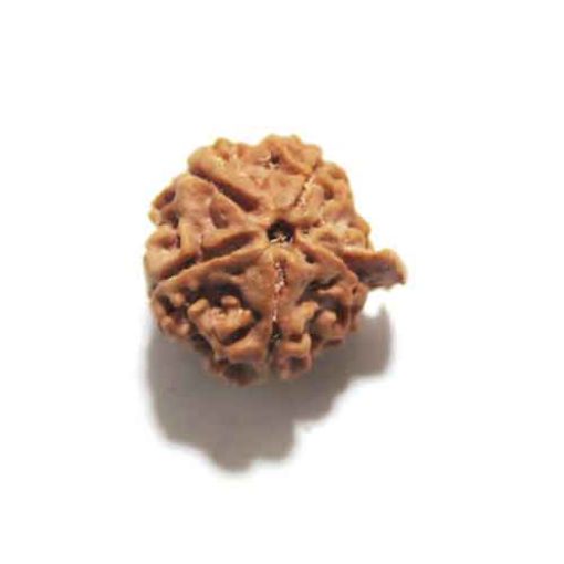 Ganesh Rudraksha