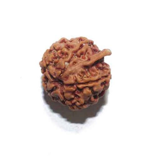 Ganesh Rudraksha