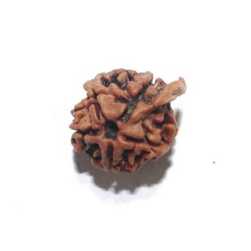 Ganesh Rudraksha