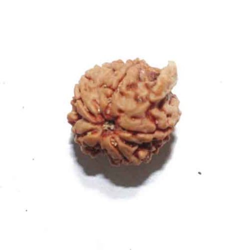 Ganesh Rudraksha
