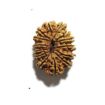 14 Mukhi Nepali Rudraksha