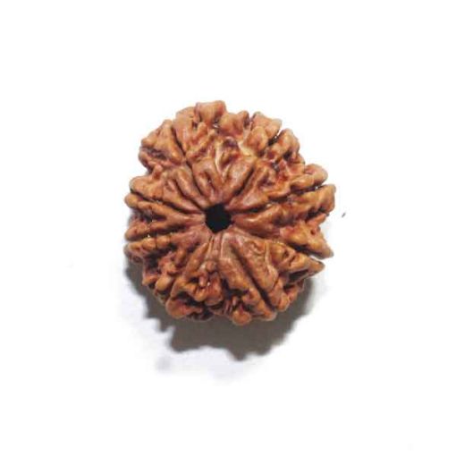 Eight Mukhi Rudraksha