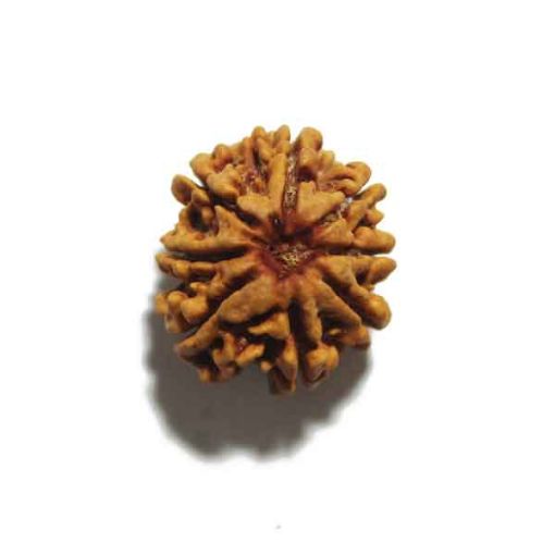 Eight Mukhi Rudraksha