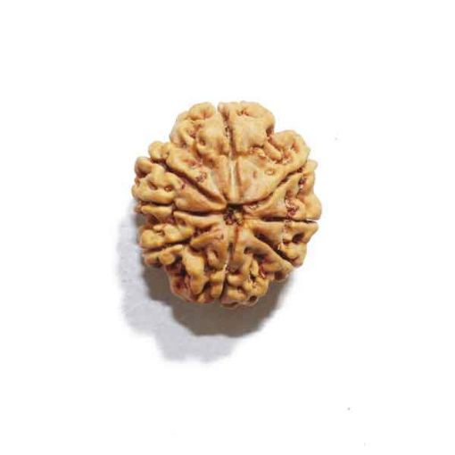 Eight Mukhi Rudraksha