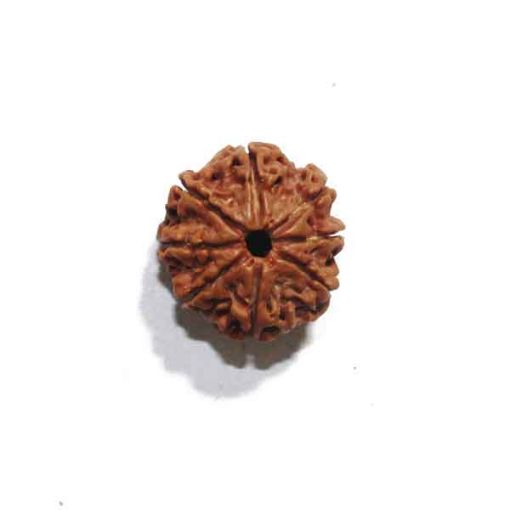Eight Mukhi Rudraksha