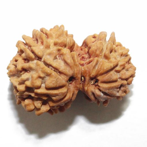 Gauri Shankar Rudraksha