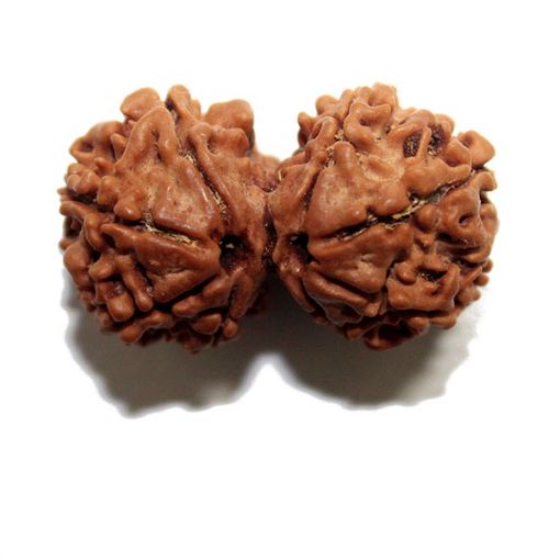 Gauri Shankar Rudraksha