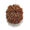 Twelve Mukhi Nepali Rudraksha