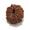 Twelve Mukhi Nepali Rudraksha