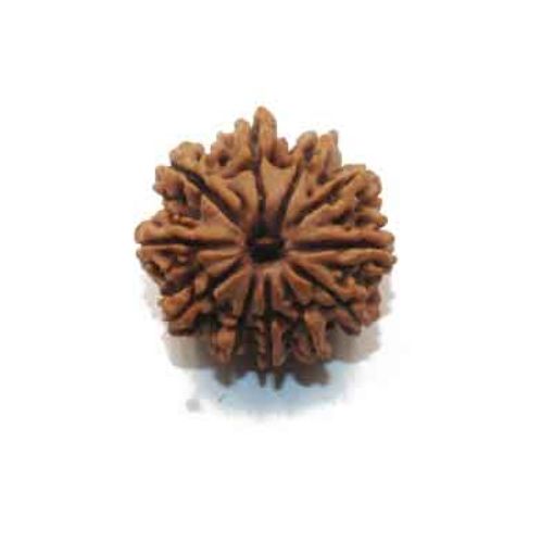 11 Mukhi Nepali Rudraksha