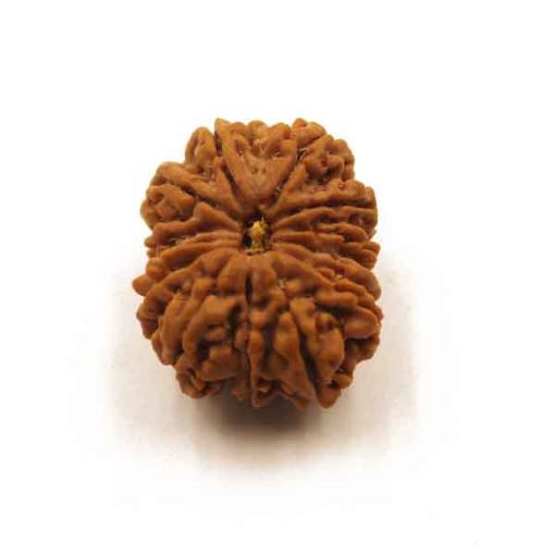 Thirteen Mukhi Nepali Rudraksha