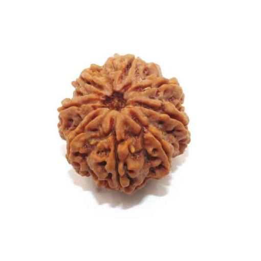 Eight Mukhi Rudraksha