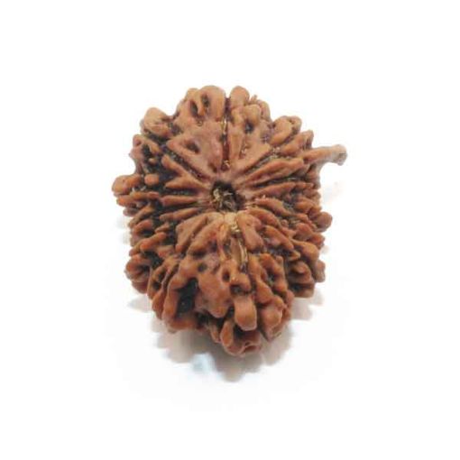 Twelve Mukhi Nepali Rudraksha