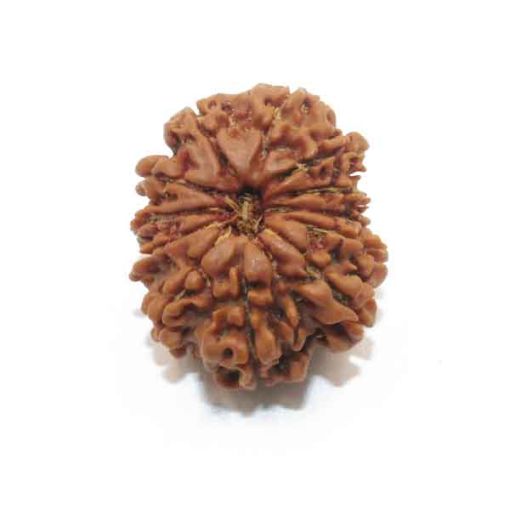 Twelve Mukhi Nepali Rudraksha