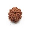 Nine Mukhi Nepali Rudraksha