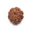 Nine Mukhi Nepali Rudraksha