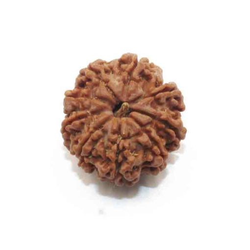 Nine Mukhi Nepali Rudraksha