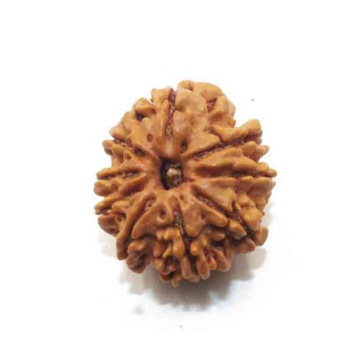 Nine Mukhi Nepali Rudraksha