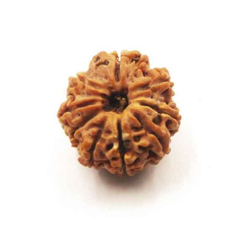 Nine Mukhi Nepali Rudraksha