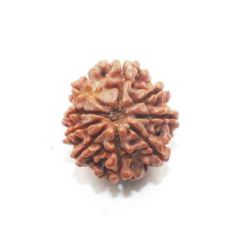 Nine Mukhi Nepali Rudraksha