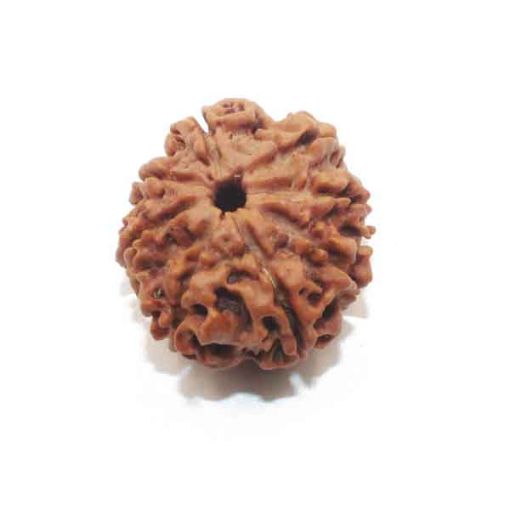 Eight Mukhi Rudraksha