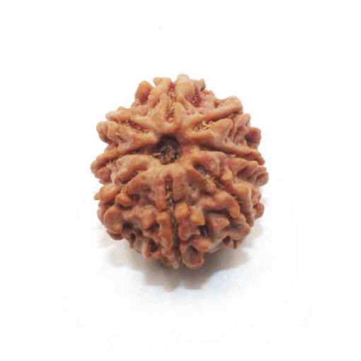 Eight Mukhi Rudraksha