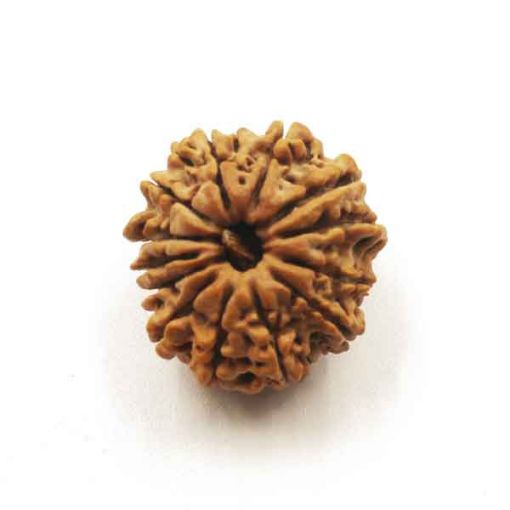 Thirteen Mukhi Nepali Rudraksha