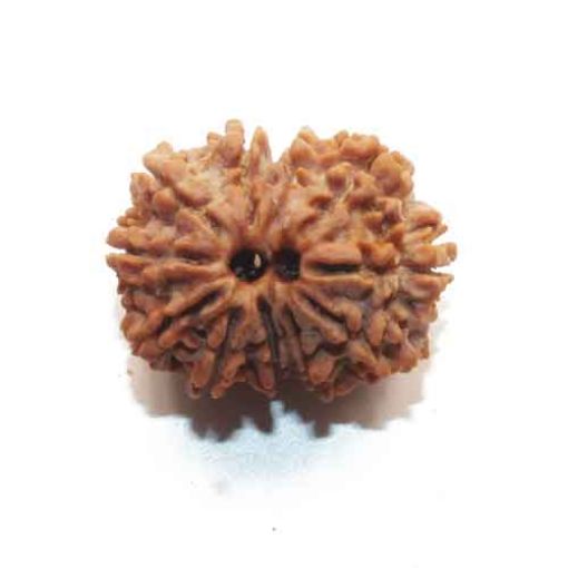 Gauri Shankar Rudraksha