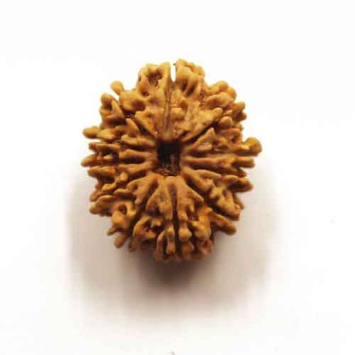 Eleven Mukhi Nepali Rudraksha