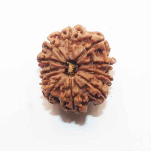 Eleven Mukhi Nepali Rudraksha