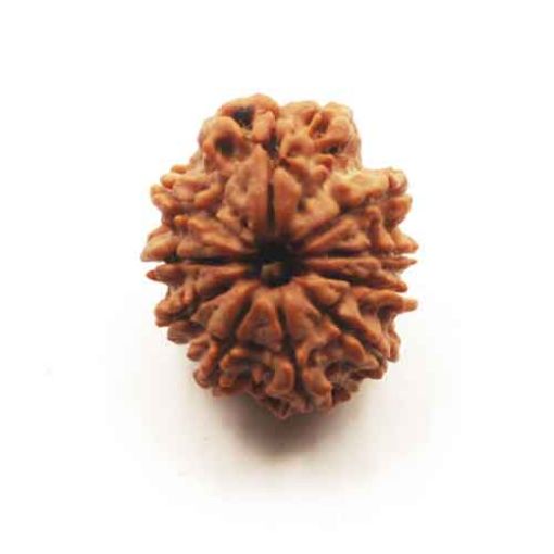 Ten Mukhi Nepali Rudraksha