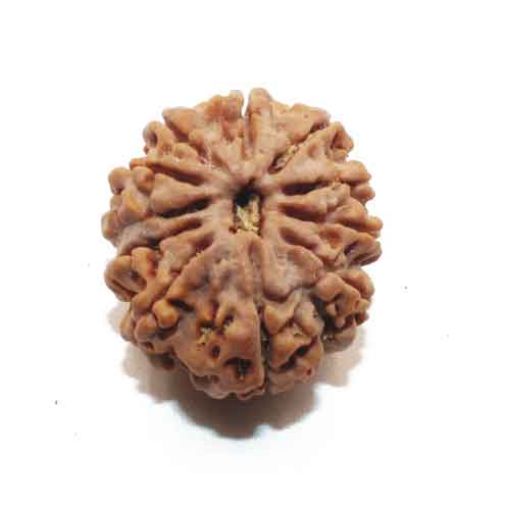 Ten Mukhi Nepali Rudraksha