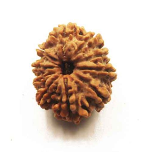 Ten Mukhi Nepali Rudraksha